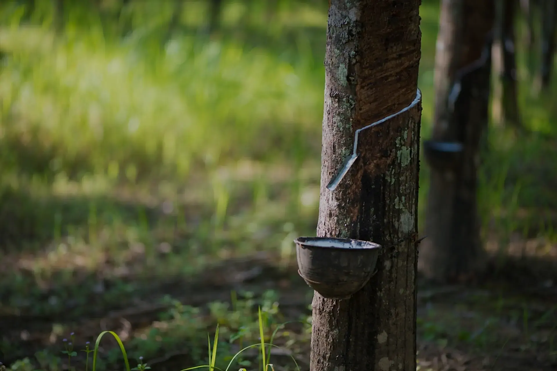 Latex flowing from a tapped rubber tree